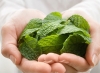 Bạc hà là vị thuốc trong bài “Tang cúc ẩm” có tác dụng trị cúm hiệu quả.