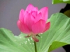 GIÁ TRỊ CÁI THẬT